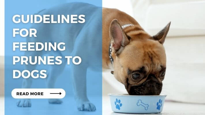 Guidelines for Feeding Prunes to Dogs