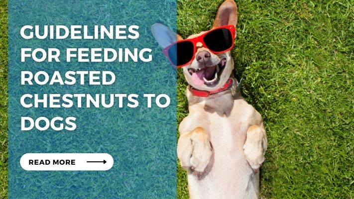 Guidelines for Feeding Roasted Chestnuts to Dogs