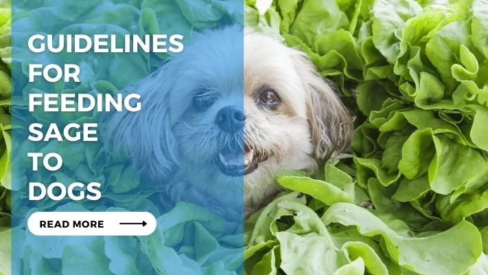 Guidelines for Feeding Sage to Dogs
