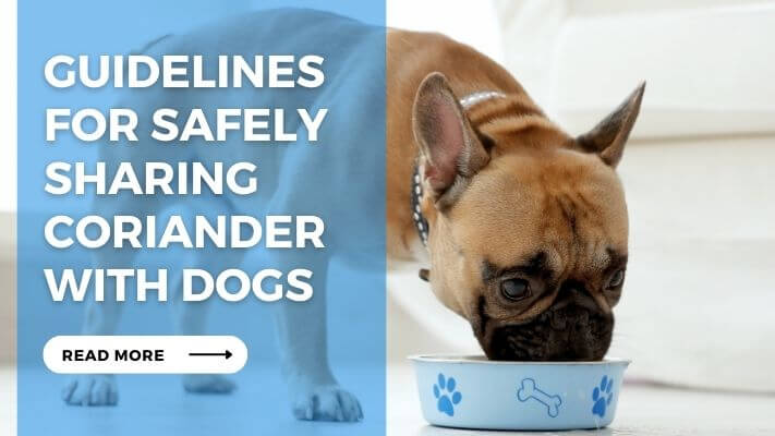 Guidelines for Safely Sharing Coriander with Dogs