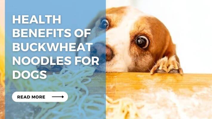 Health Benefits of Buckwheat Noodles for Dogs