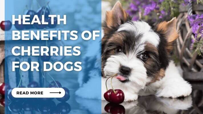 Health Benefits of Cherries for Dogs