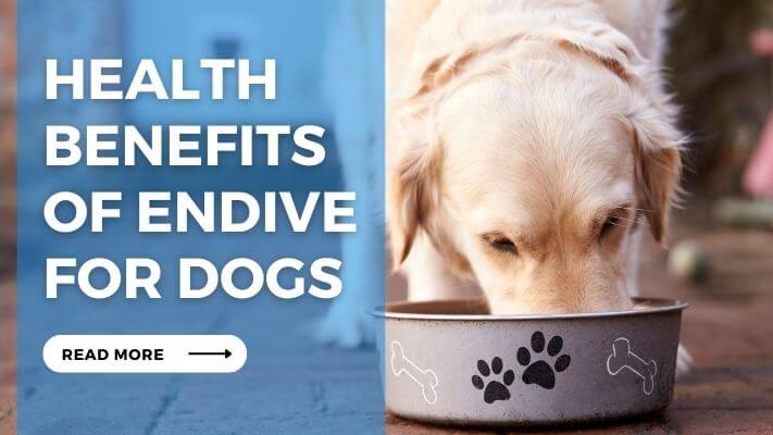 Health Benefits of Endive for Dogs