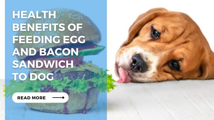 Health Benefits of Feeding Egg and Bacon Sandwich to Dog