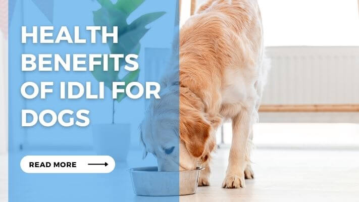 Health Benefits of Idli for Dogs