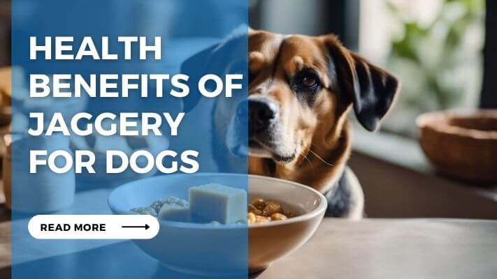 Health Benefits of Jaggery for Dogs