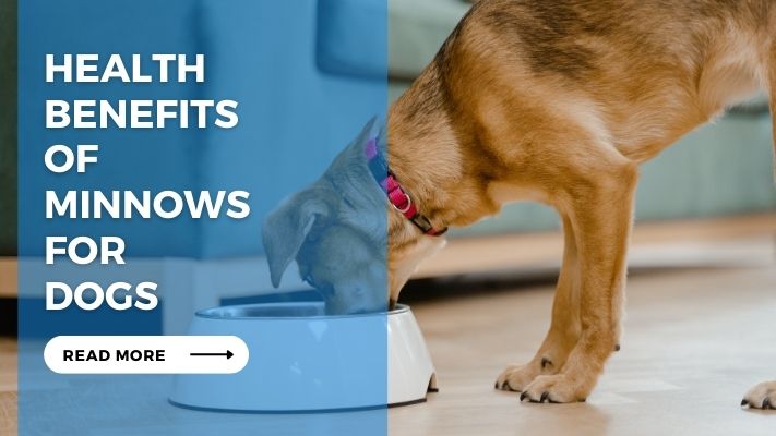 Health Benefits of Minnows for Dogs