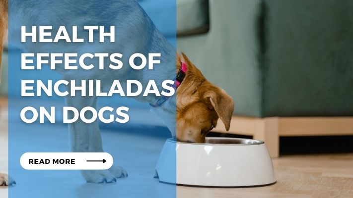 Health  Effects of Enchiladas  on Dogs