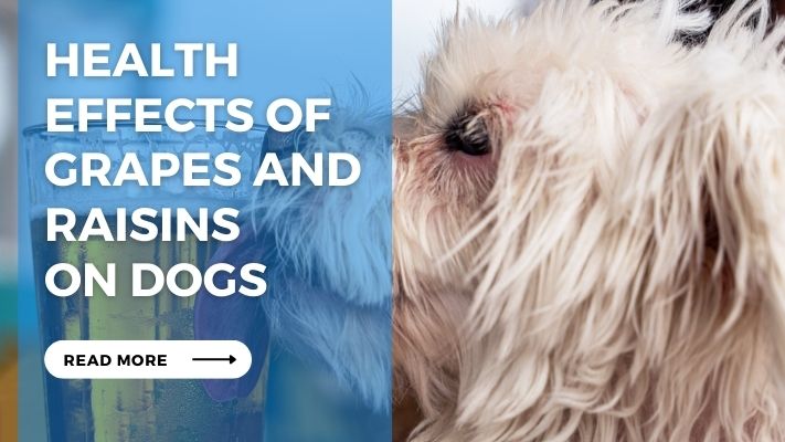 Health  Effects of Grapes and Raisins  on Dogs