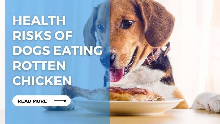 Health Risks of Dogs Eating Rotten Chicken