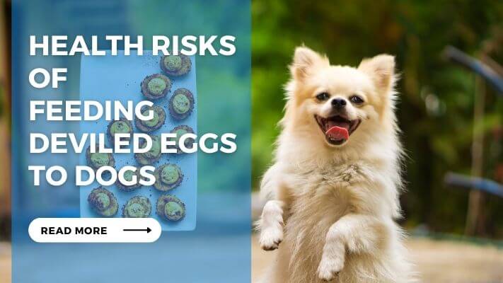 Health Risks of Feeding Deviled Eggs to Dogs