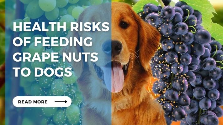 Health Risks  of Feeding Grape Nuts  to Dogs