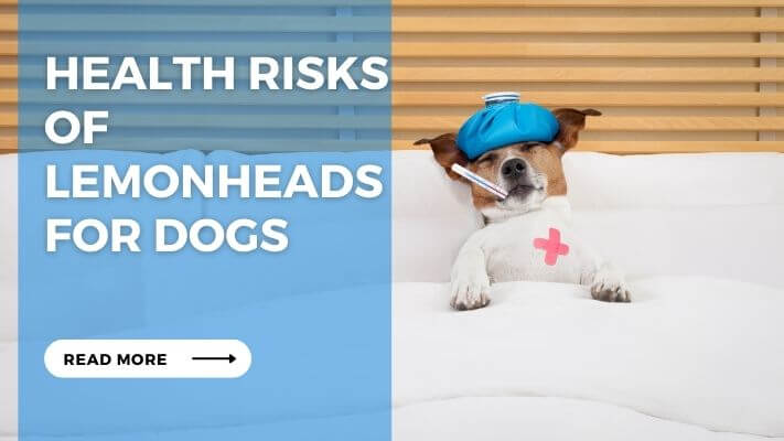 Health Risks of Lemonheads for Dogs