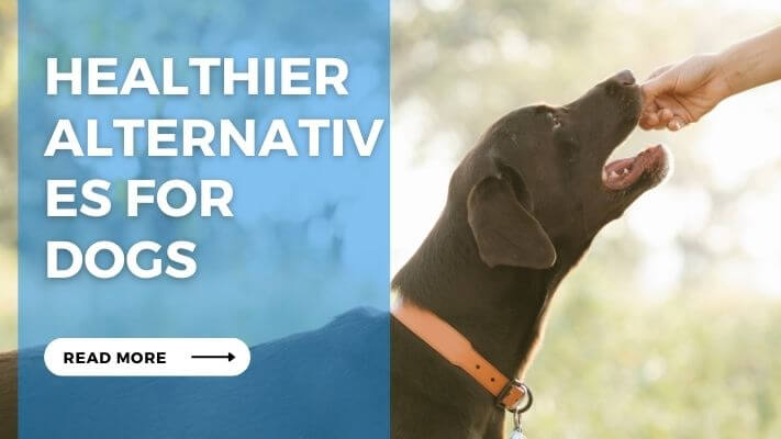 Healthier Alternatives for Dogs