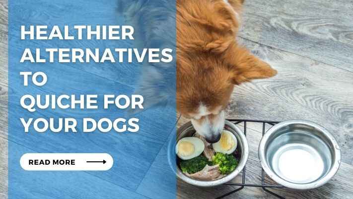 Healthier Alternatives to Quiche for Your Dogs