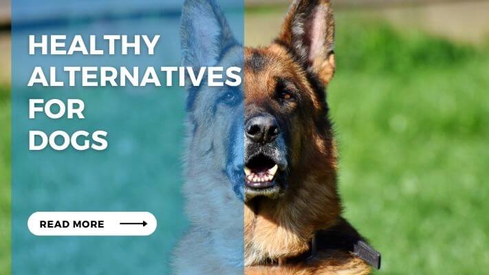 Healthy Alternatives for Dogs