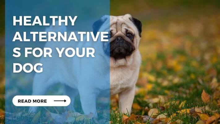 Healthy Alternatives for Your Dog