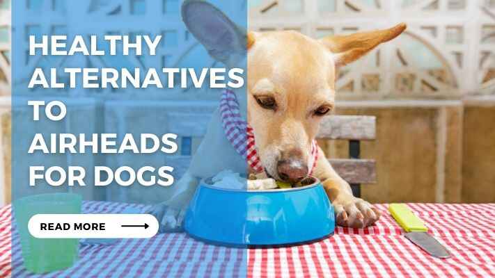 Healthy Alternatives to Airheads for Dogs