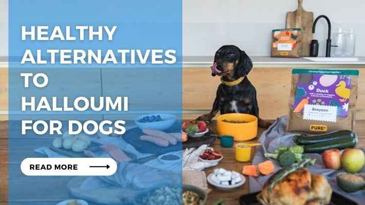 Healthy Alternatives to Halloumi for Dogs