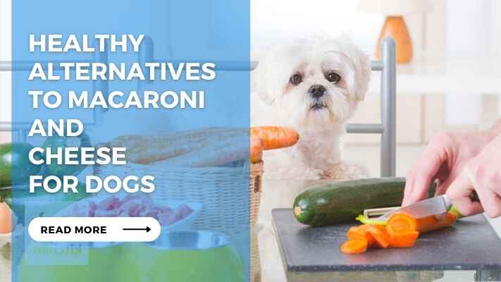 Healthy Alternatives to Macaroni and Cheese for Dogs 