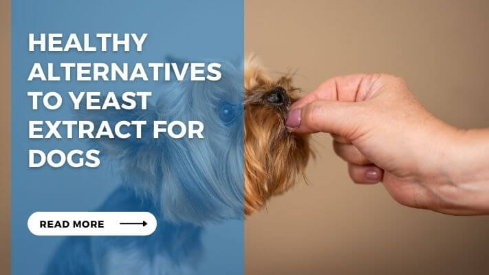 Healthy Alternatives to Yeast Extract for Dogs