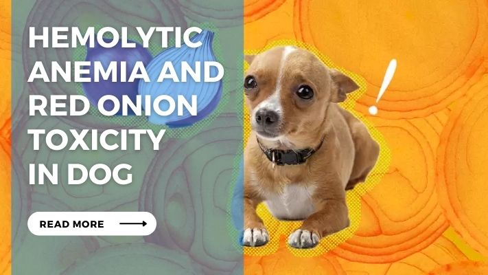 Hemolytic Anemia and  Red Onion Toxicity  in Dog