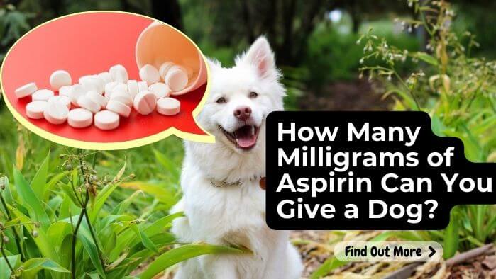 How Many Milligrams of Aspirin Can You Give a Dog