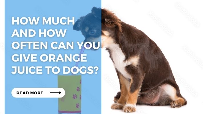 How Much  and How  Often Can You  Give Orange  Juice to Dogs