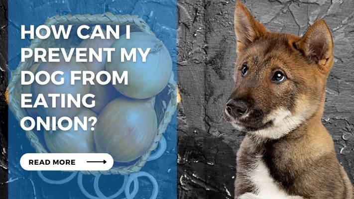 How can I  prevent my  dog from  eating  onion