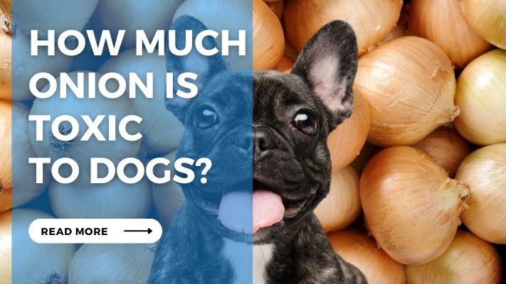 How much onion is  toxic  to dogs