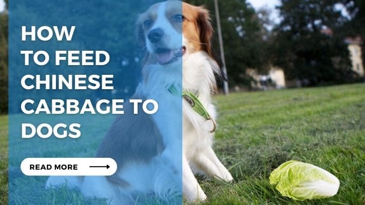 How to Feed Chinese Cabbage to Dogs