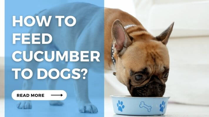 How to Feed Cucumber to Dogs