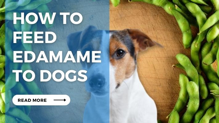 How to  Feed  Edamame  to Dogs