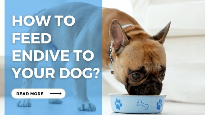 How to Feed Endive to Your Dog