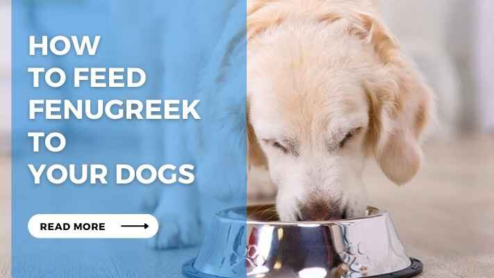 How to Feed Fenugreek to Your Dogs