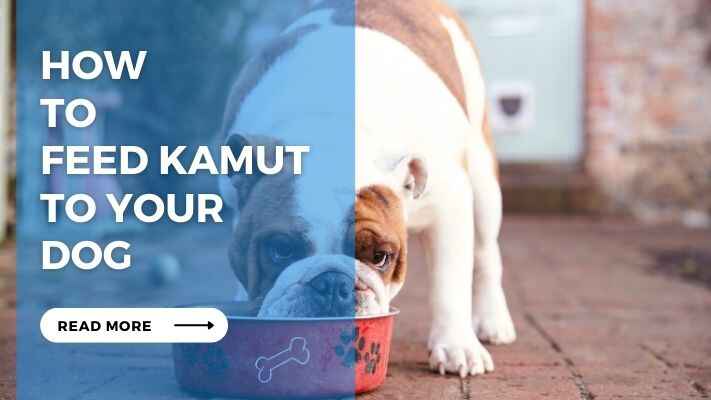 How to Feed Kamut to Your Dog