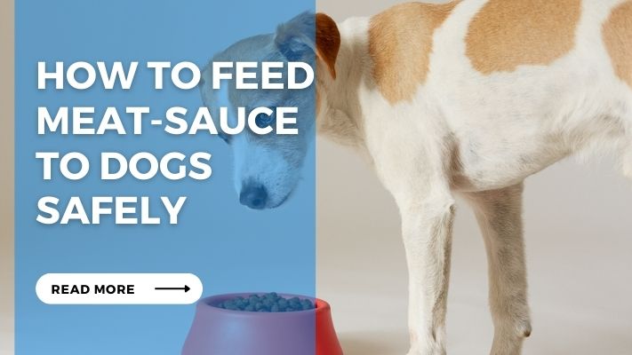 How to Feed  Meat-Sauce  to Dogs  Safely