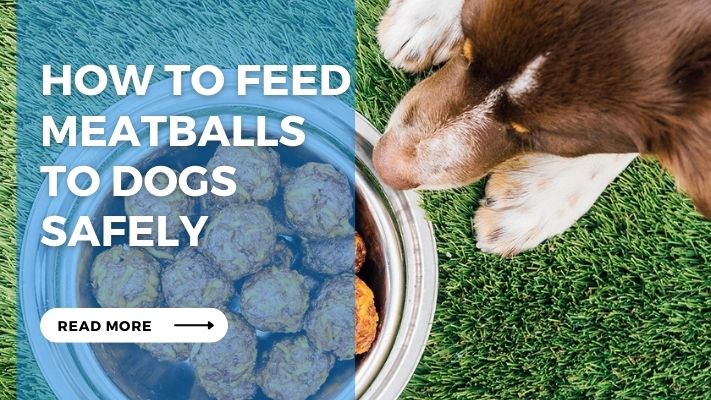 How to Feed Meatballs  to Dogs  Safely