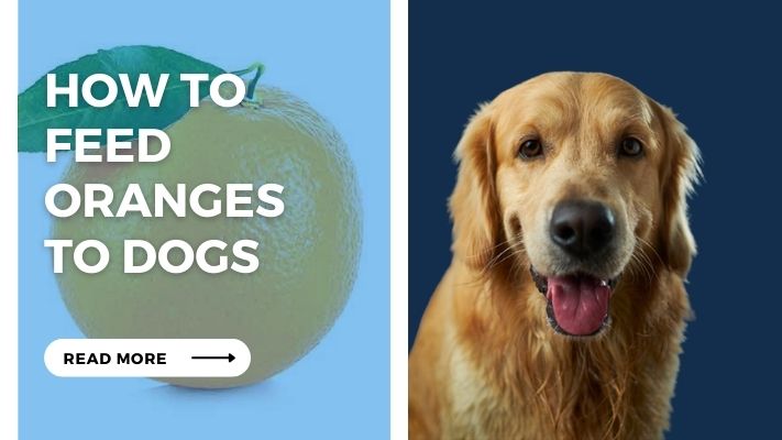 How to Feed Oranges to Dogs