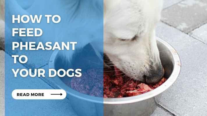 How to Feed Pheasant to Your Dogs