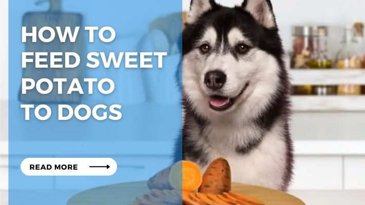 How to Feed Sweet Potato to Dogs
