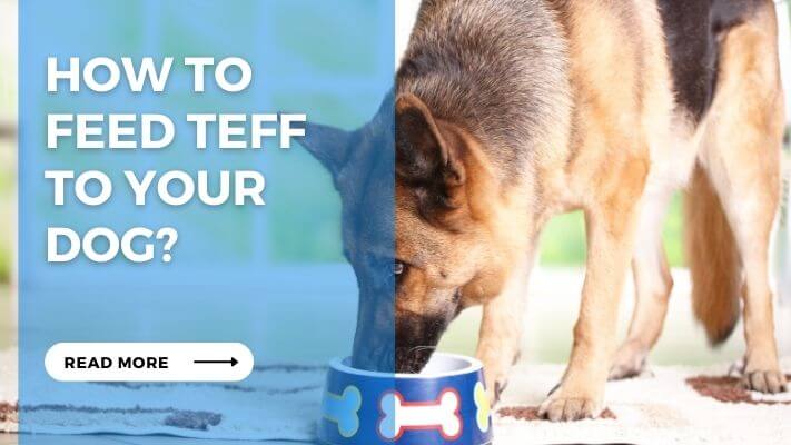 How to Feed Teff to Your Dog