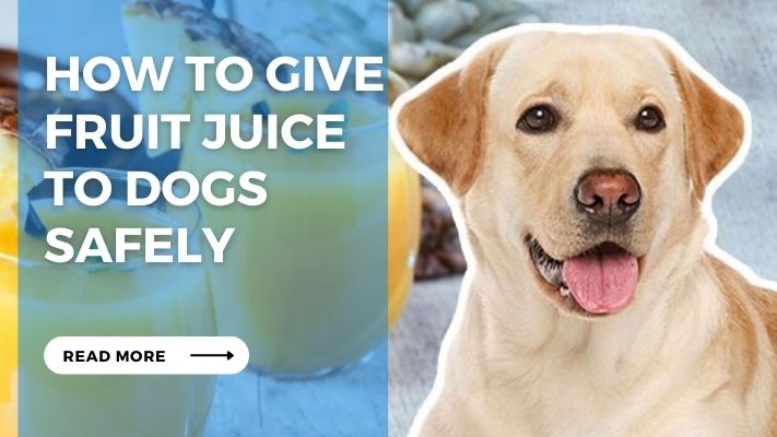 How to Give  Fruit Juice  to Dogs  Safely