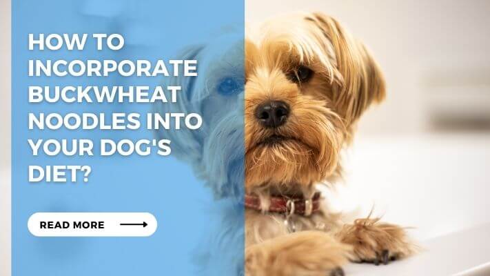 How to Incorporate Buckwheat Noodles into Your Dog's Diet