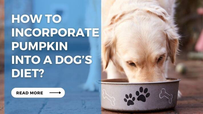 How to Incorporate Pumpkin into a Dog’s Diet