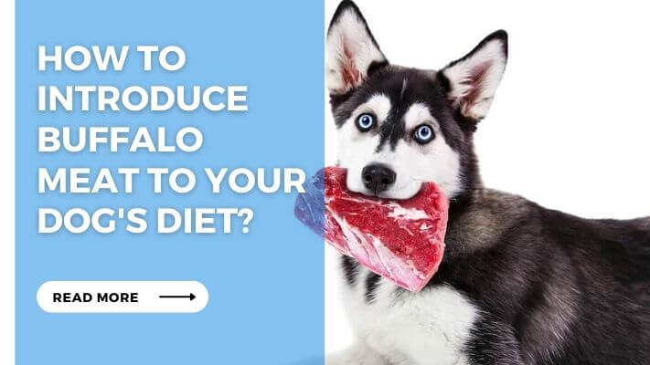 How to Introduce Buffalo Meat to Your Dog's Diet