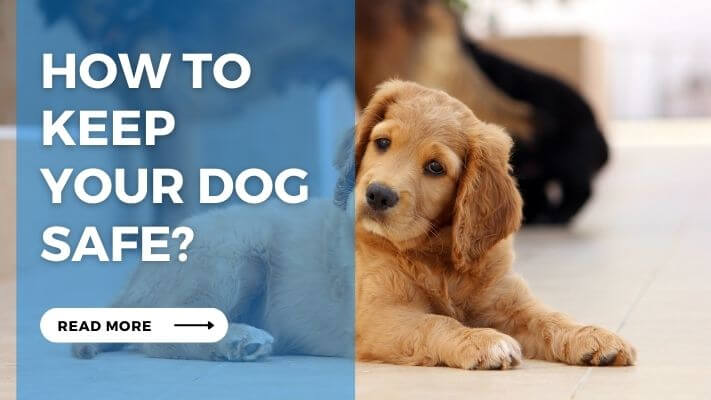 How to Keep Your Dog Safe