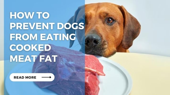 How to Prevent Dogs from Eating Cooked  Meat Fat