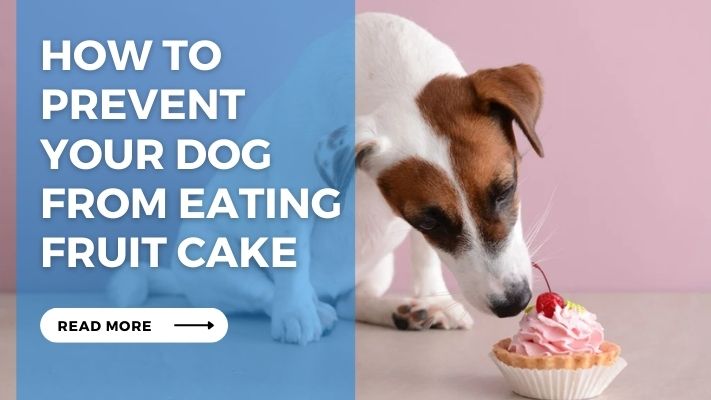 How to  Prevent  Your Dog  from Eating  Fruit Cake