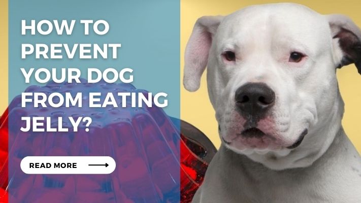 How to Prevent  Your Dog  from Eating Jelly